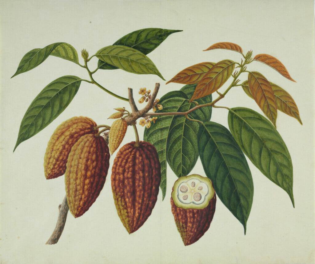 cocoa plant (theobroma cacao), artwork