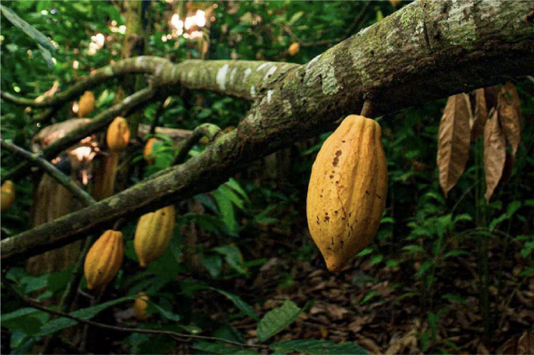 Wild Cacao Pod in the forests of South America